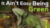 It_Ain_t_Easy_Being_Green