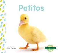 Patitos__Ducklings_