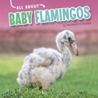 All_About_Baby_Flamingos