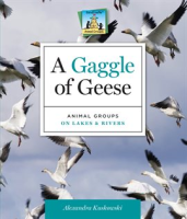 Gaggle_of_Geese
